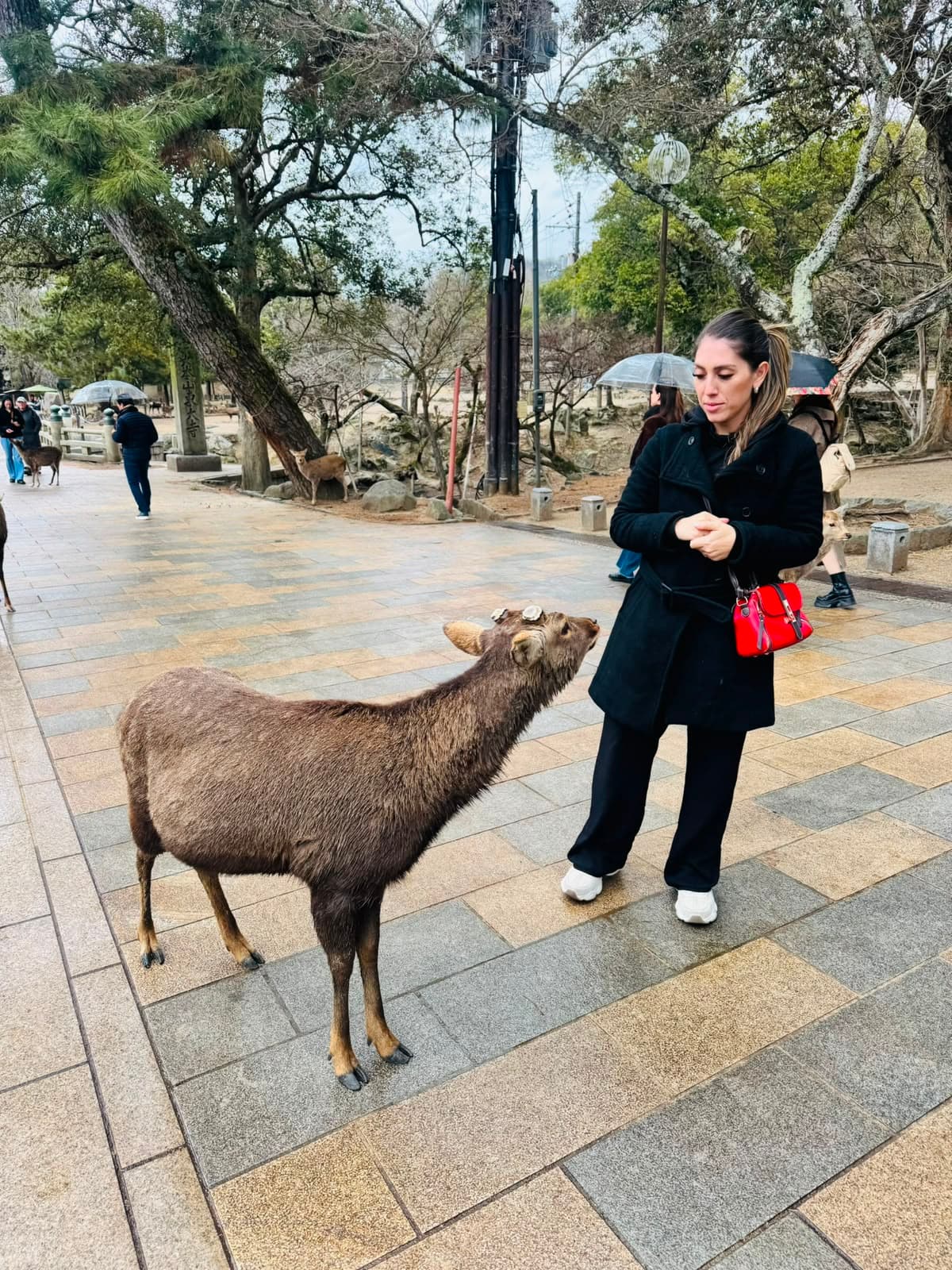Foto de viaje a Japón 56